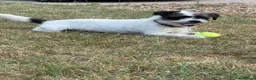 Mixed Breed dogs for sale: Jack Russell x Shih Tzu” Rosie “ 5th in Buckingham - Advert 4