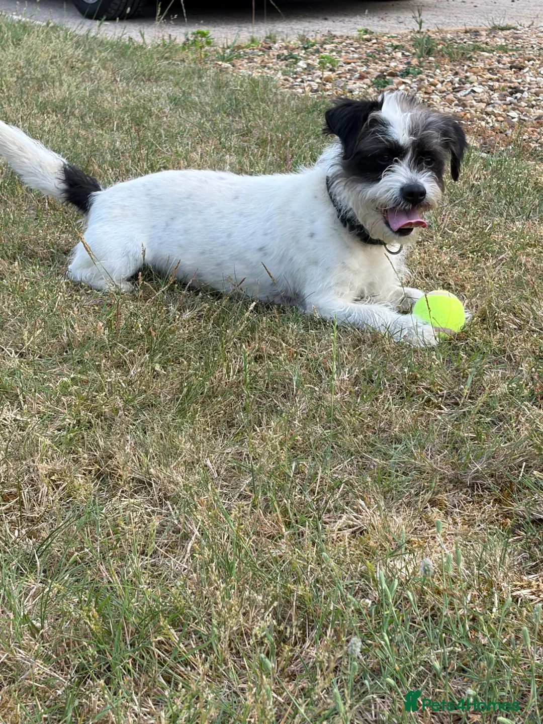 Mixed Breed dogs for sale: Jack Russell x Shih Tzu” Rosie “ 5th in Buckingham - Advert 4