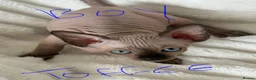Sphynx cats for sale: Sphynx cannadian kittens ready now  - Advert 6