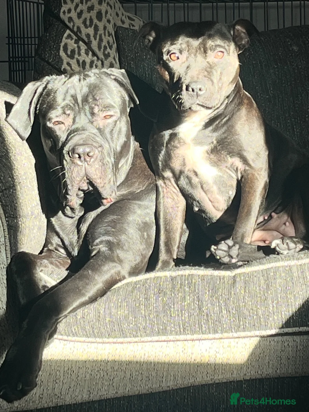 Cane Corso dogs for sale: 3 year old cane corso in Bristol - Advert 2