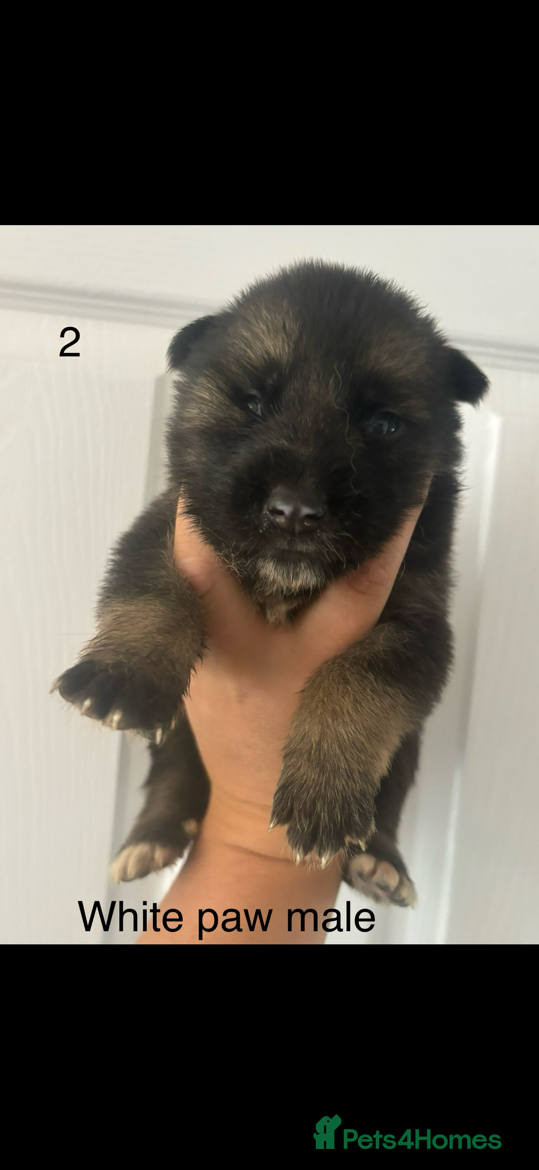 German Shepherd dogs for sale: CUTE 3/4 GERMAN SHEPHERD PUPPIES READY 27th AUGUST - Image 14