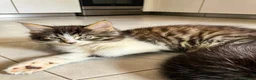 Mixed Breed cats for sale: Bengal/Maine Coon mix • stunning & affectionate  - Advert 9
