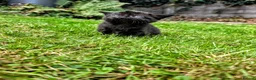 Mixed Breed cats for sale: Georgous Kittens Looking For A New Home - Advert 22
