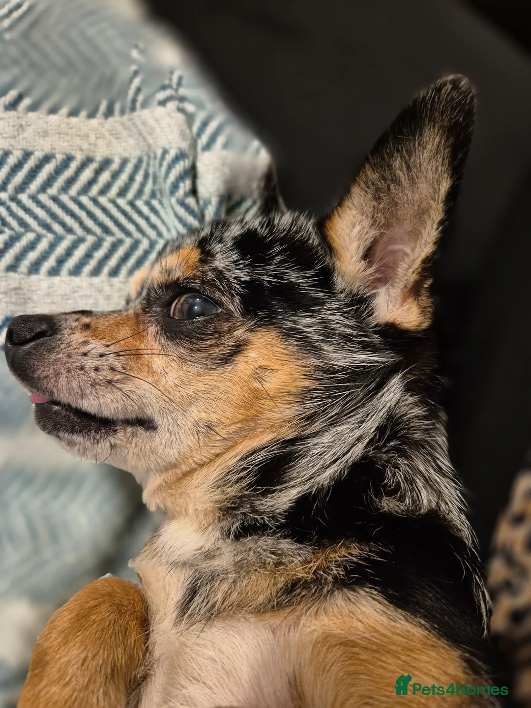 Chihuahua dogs for stud: Blue Merle Chihuahua for Stud in Bordon - Advert 3