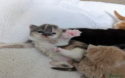 Mixed Breed cats for sale: Beautiful healthy kittens 😍😍 - Image 9