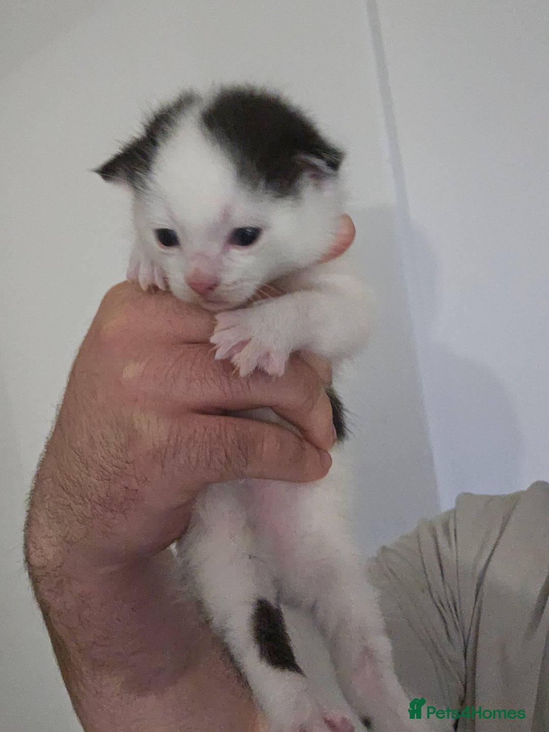 Domestic Shorthair cats for sale: 4 gorgeous kittens looking for there forever homes - Image 4