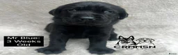 Labrador Retriever dogs for sale: Outstanding, Health Tested, KC Reg, Labrador Pups - Advert 17