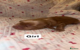 Mixed Breed dogs for sale: Stunning litter of Australian labradoodles  - Image 6