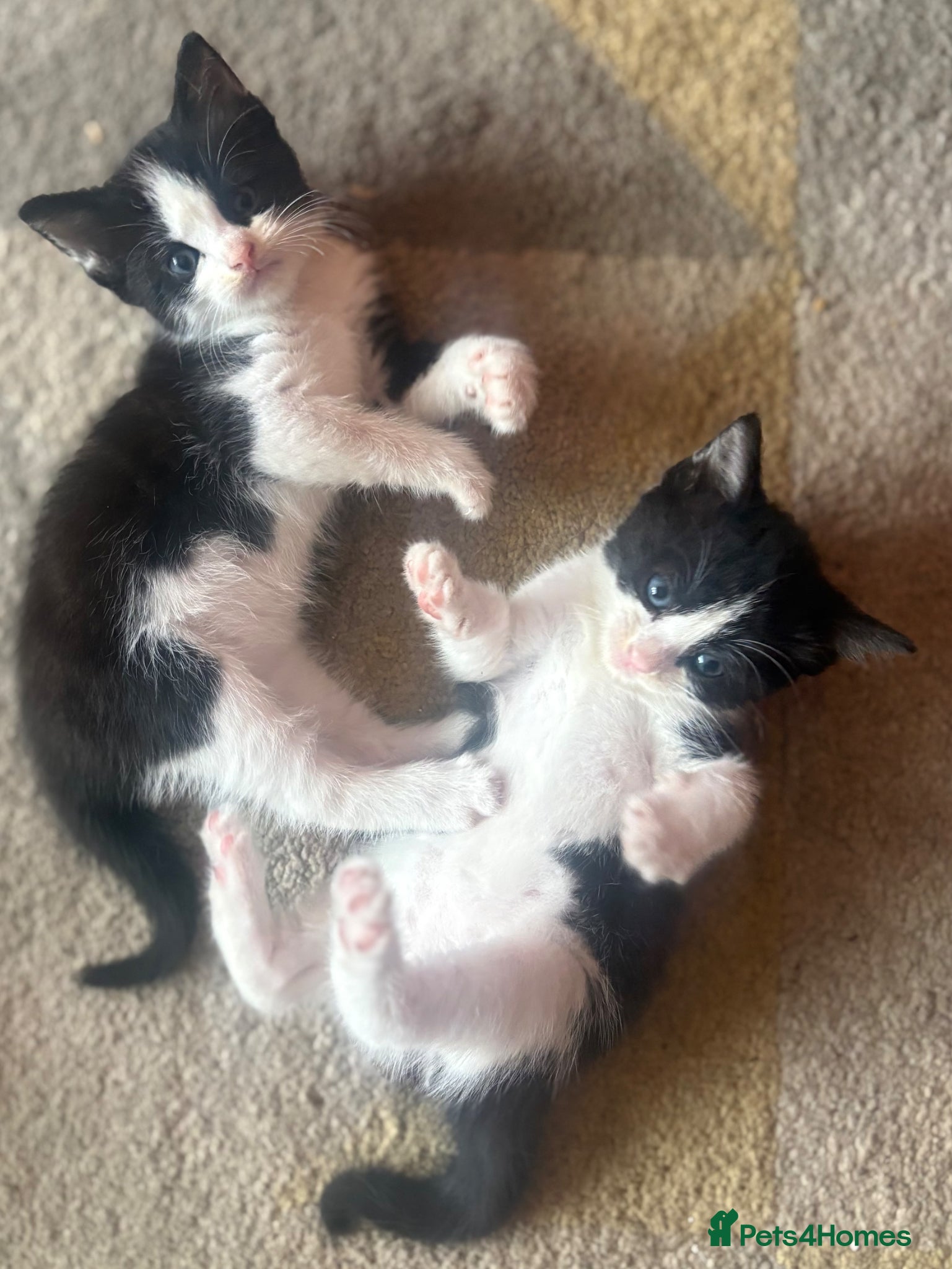 Mixed Breed cats Beautiful Ragdoll Cross Breed Kittens  - Advert 2