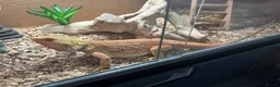 Bearded Dragon reptiles for sale: 2 year old male red hypo blue bars het trans in Southampton - Advert 8
