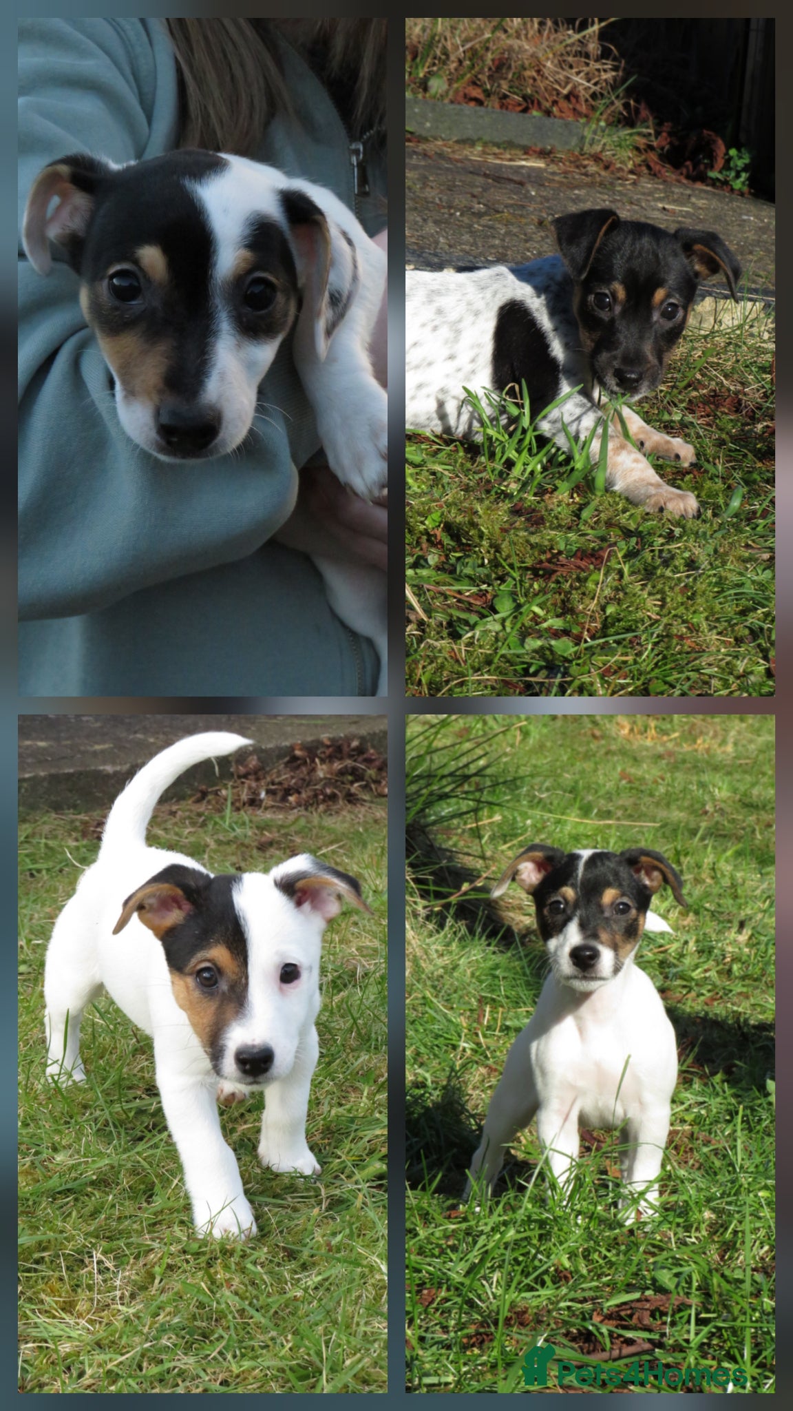 Mixed Breed dogs Parson Russell x Jack Russell  - Advert 12