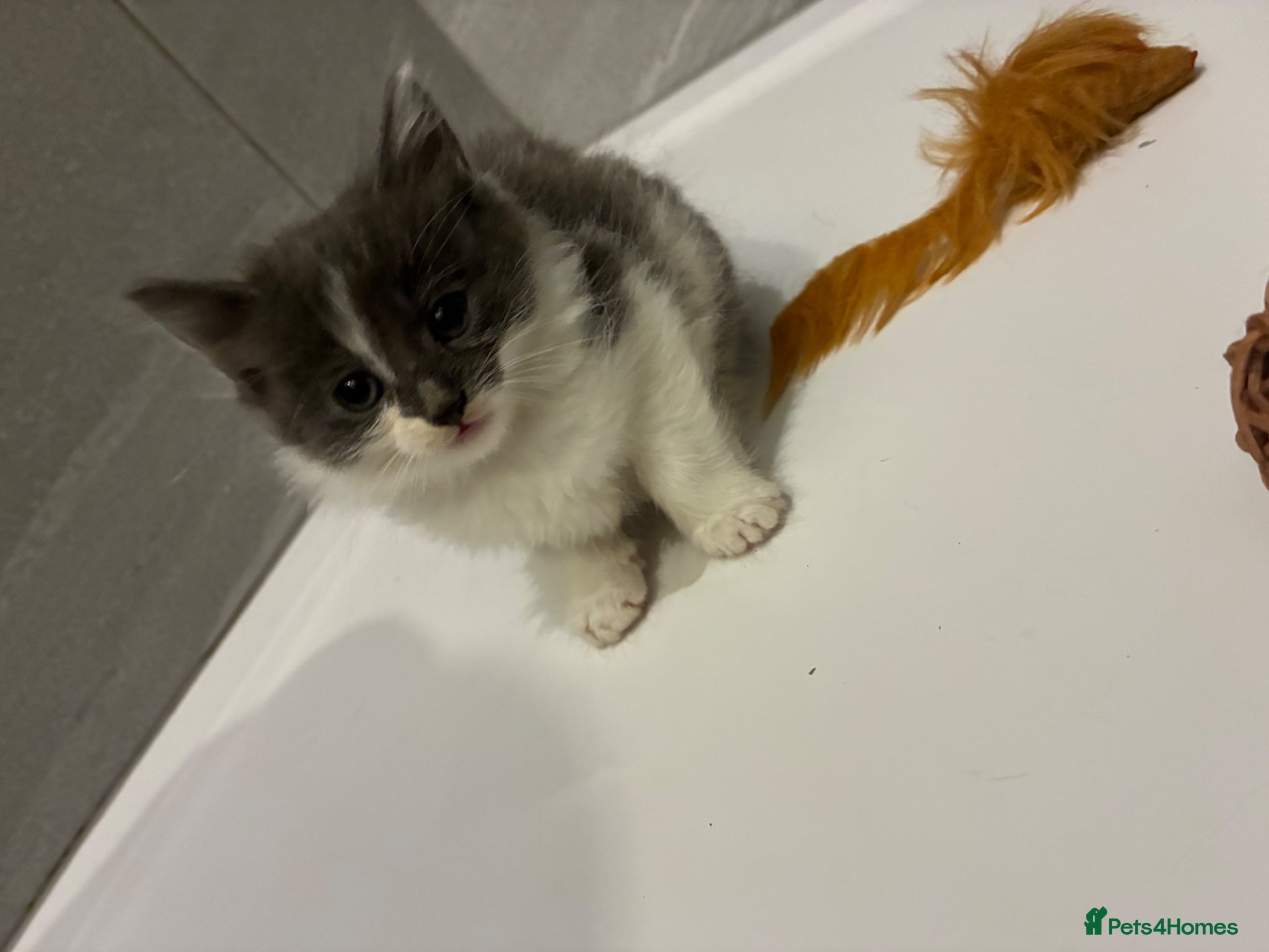 Mixed Breed cats Fluffy kittens ready for their new homes  - Advert 2