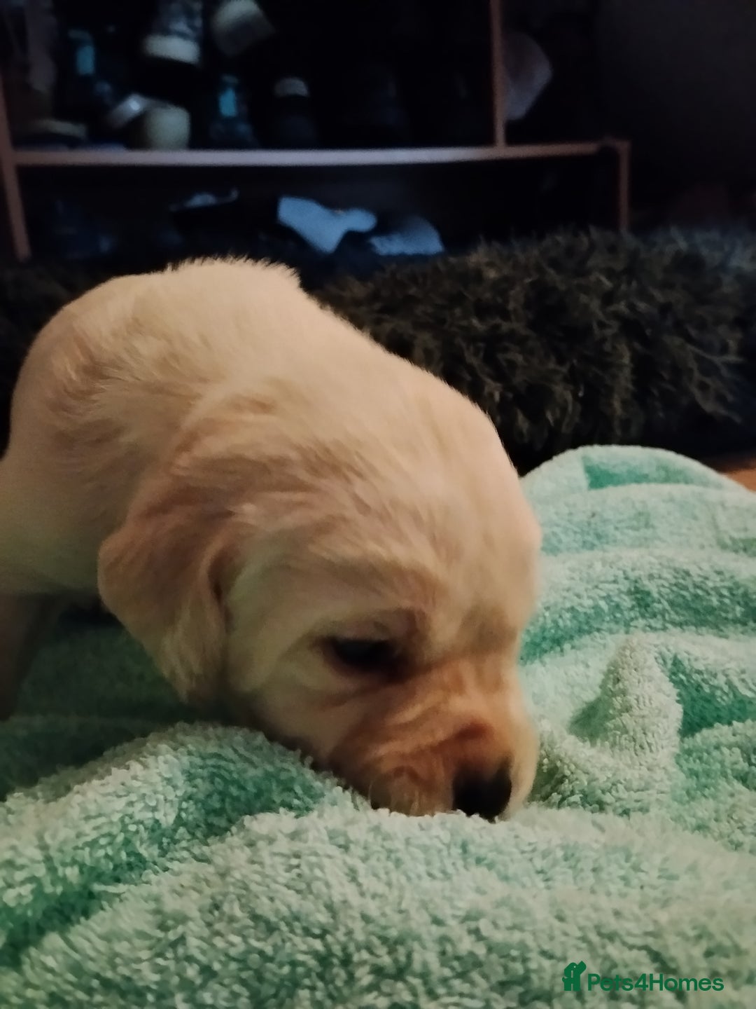 Labrador Retriever dogs for sale: Beautiful Golden and Black Labs - Advert 27