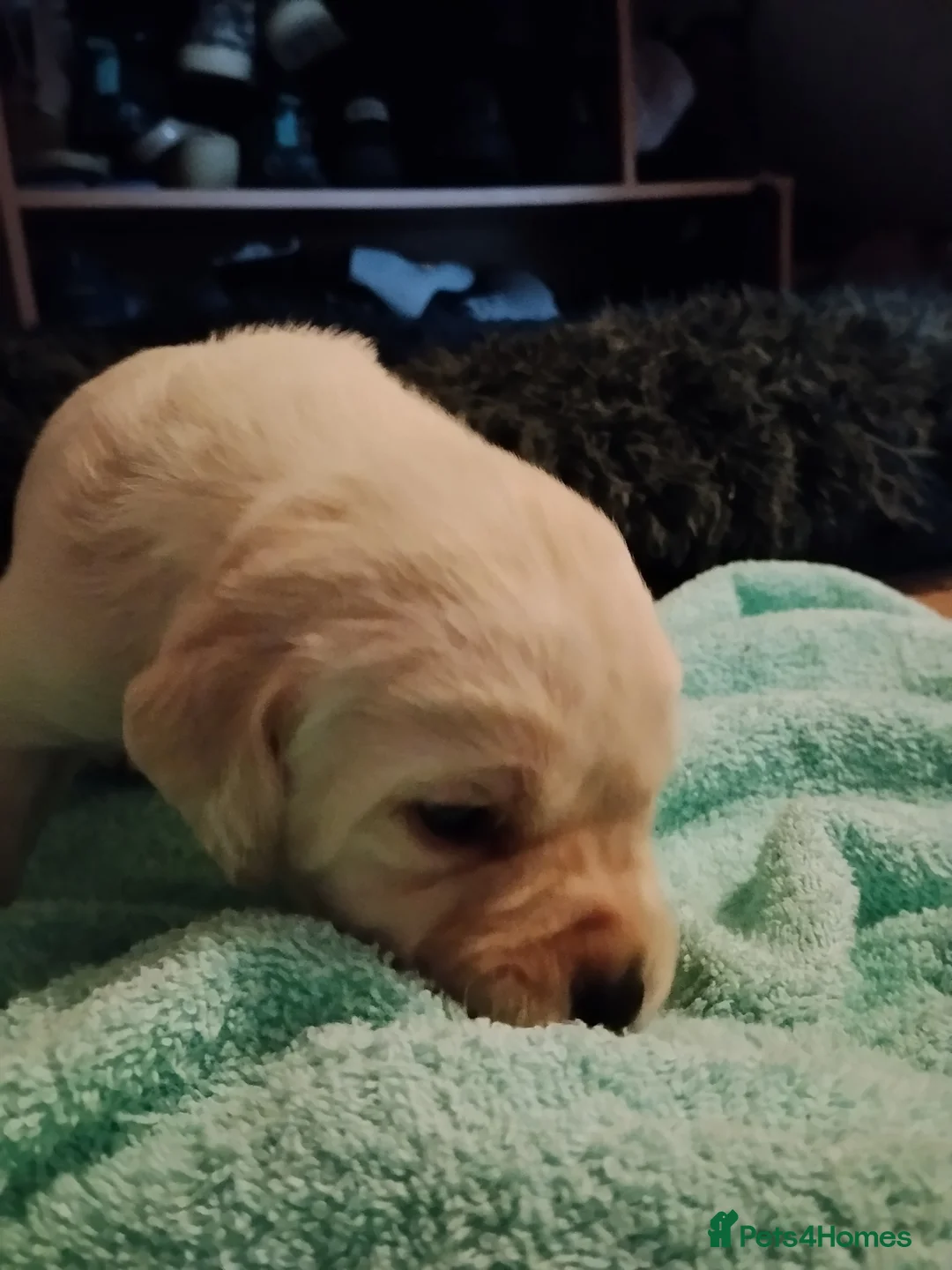 Labrador Retriever dogs for sale: 6 Yellow/Black Labrador Retrievers - Advert 27