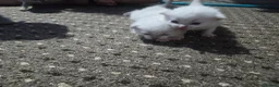 Scottish Fold cats for sale: 4 Beautiful Kittens Ready Soon 🐾 in Worcester - Advert 5