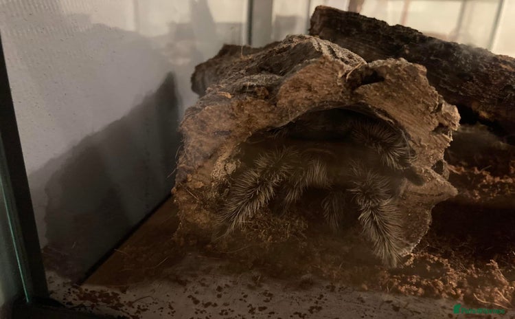 Tarantulas invertebrates - Advert 1