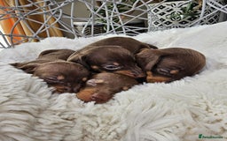 Dachshund dogs for sale: Beautiful Chocolate & Dapple Dachshund Pups - Image 11