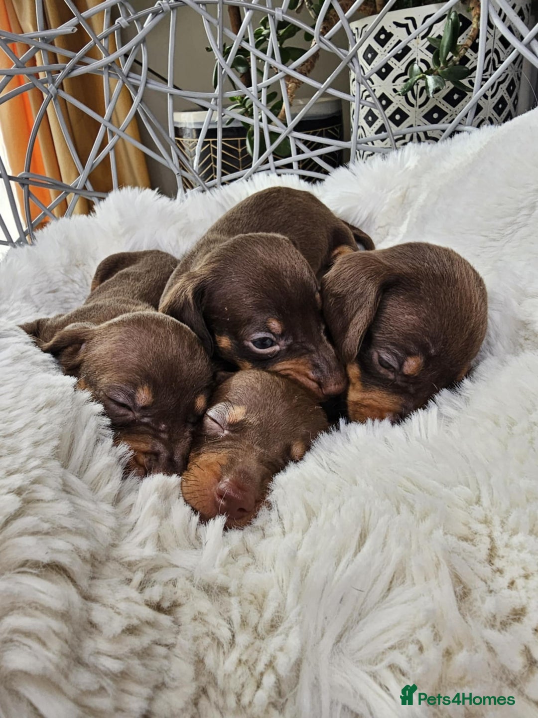 Dachshund dogs for sale: Beautiful Chocolate & Dapple Dachshund Pups - Image 11