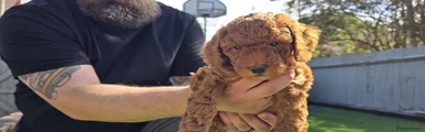 Cavapoo Puppy black (Roy)