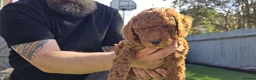 Cavapoo dogs for sale:  🩵Red cavapoos, ready to leave🩵 - Advert 26