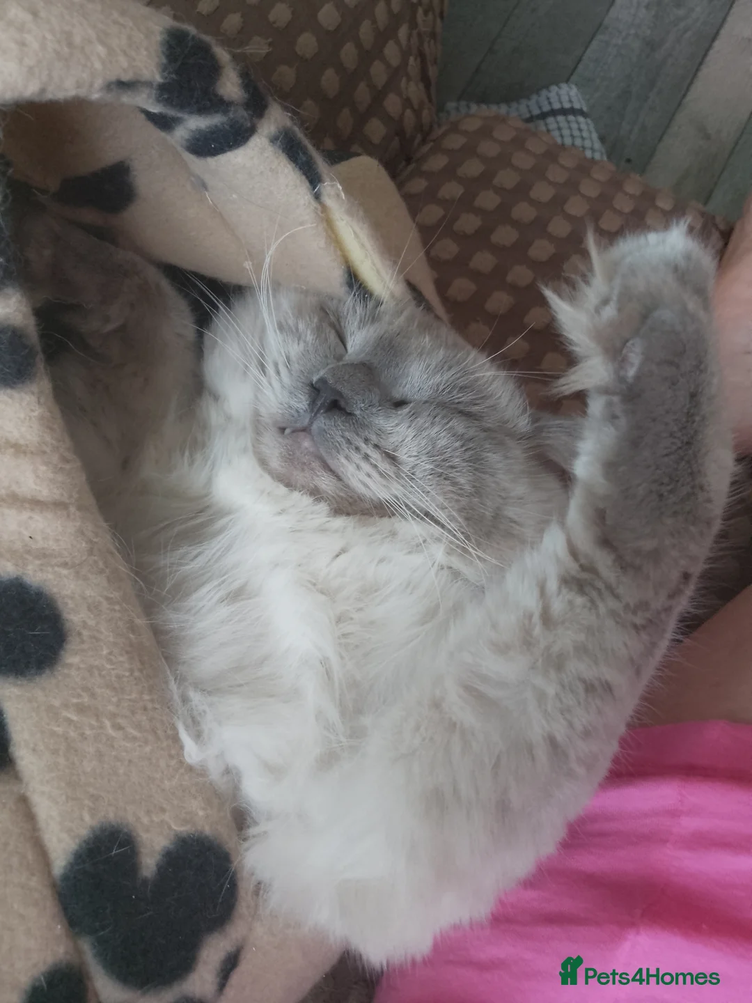 Ragdoll cats for stud: Loving Cat The Perfect Gentleman for Breeding! 😻 - Advert 2