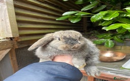 Mini Lop rabbits for sale: Pure Bred Mini Lop Bunnies  - Image 16