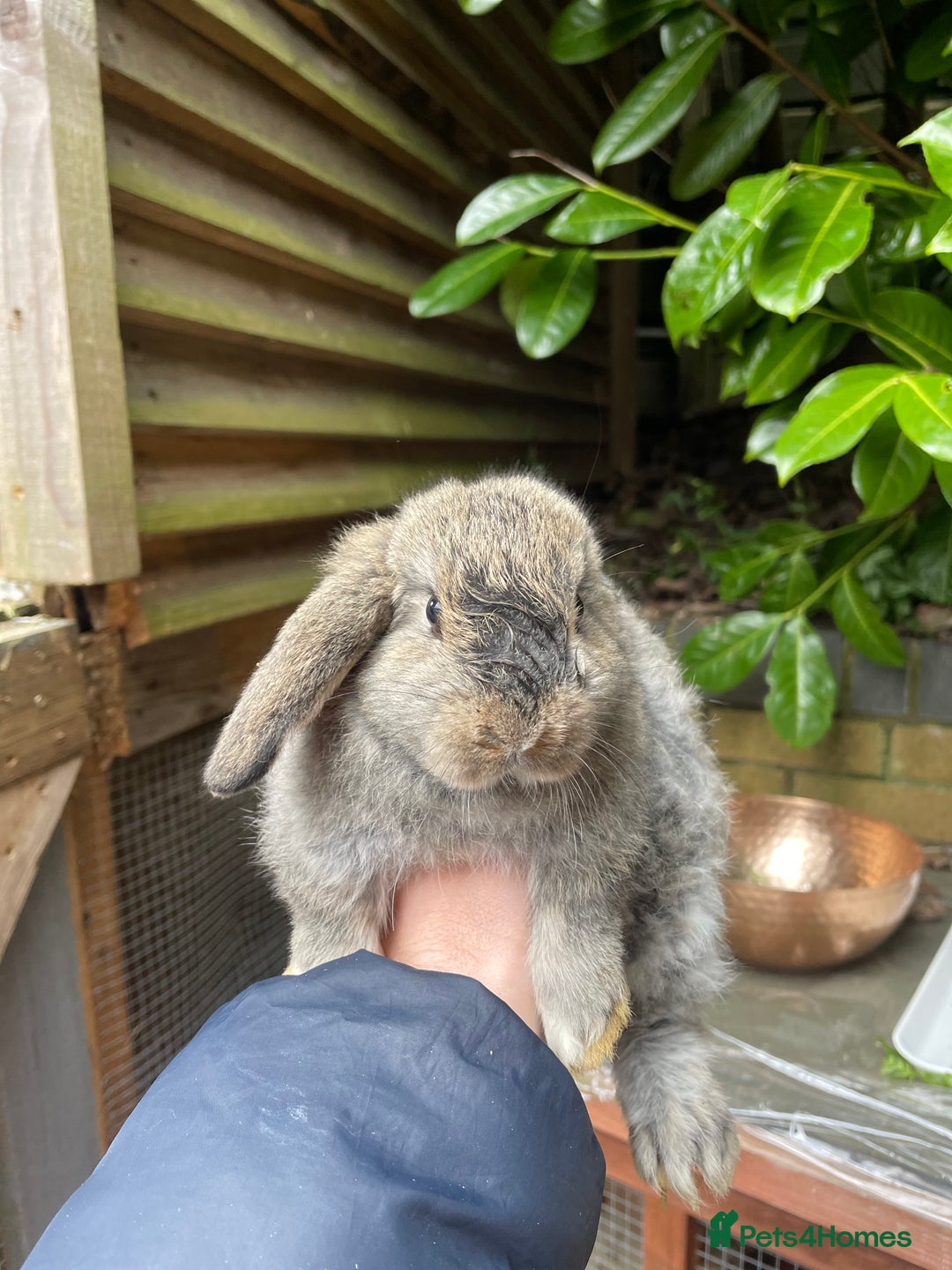 Mini Lop rabbits for sale: Pure Bred Mini Lop Bunnies  - Image 16