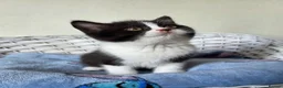 British Shorthair cats for sale: Very unusual British shorthair - Advert 5