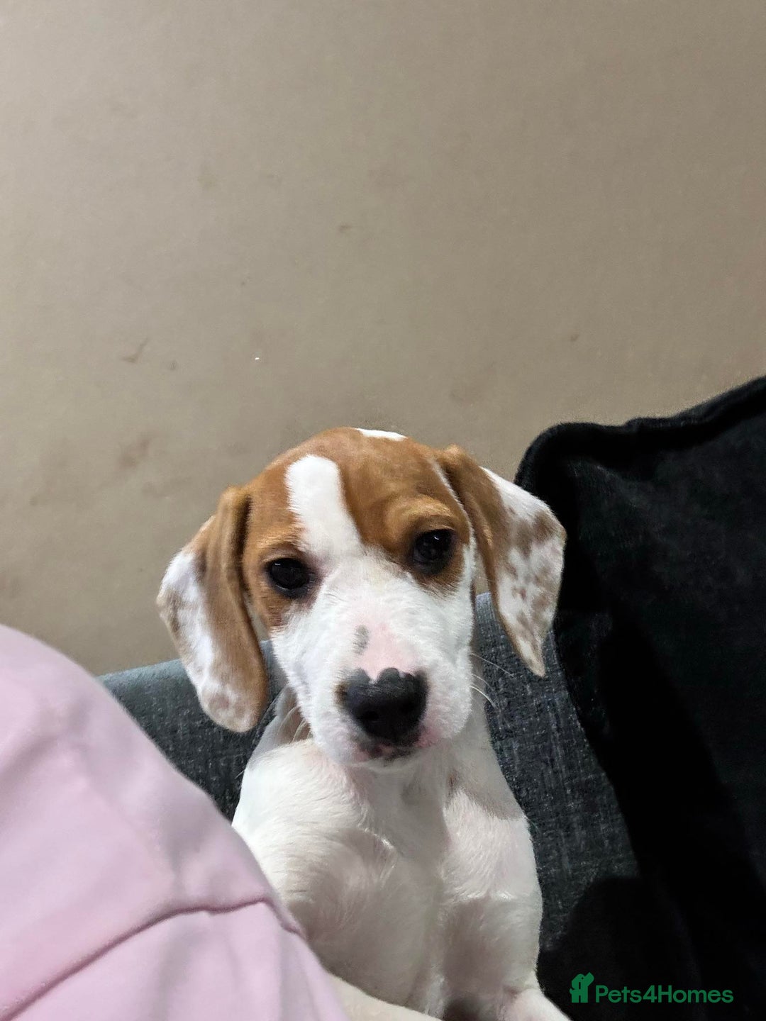 Bocker dogs for sale: Bocker (spainel x beagle) - Advert 4