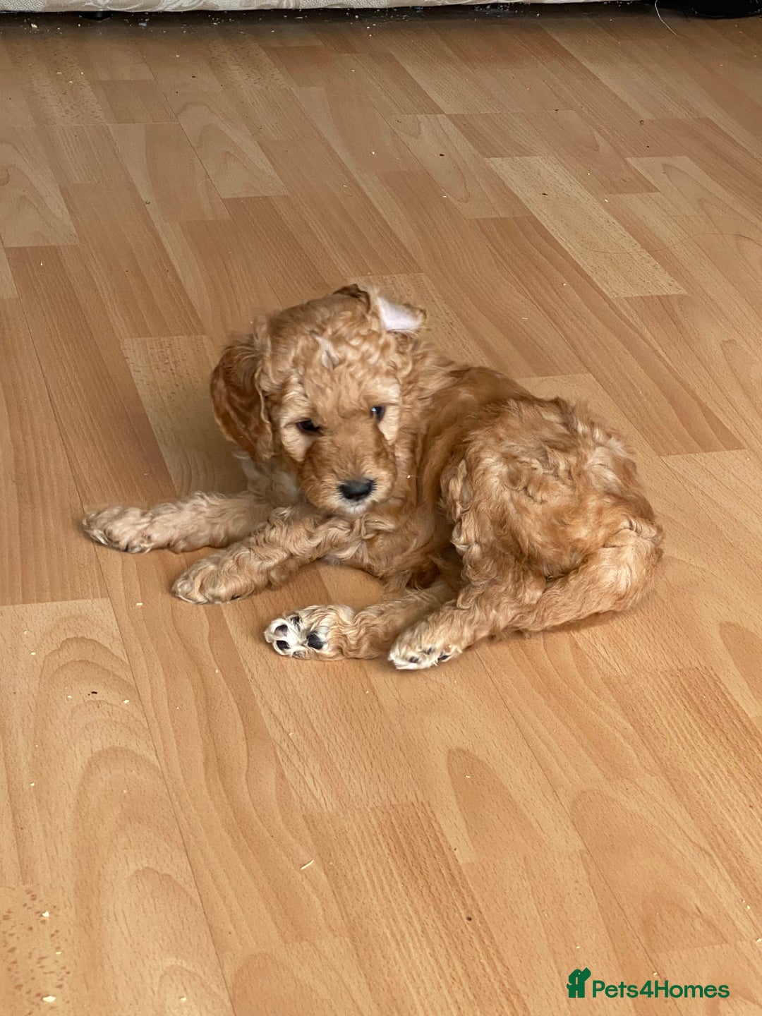 Labradoodle dogs for sale: Beautiful F3b Labradoodle Puppies - Image 30
