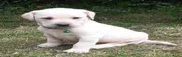 Labrador Retriever dogs for sale: Gorgeous yellow labrador puppies - Advert 12