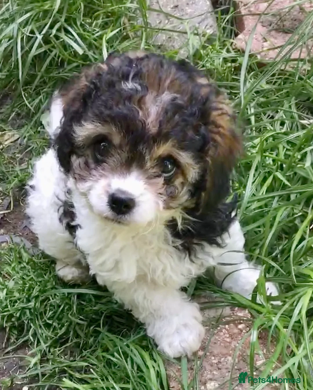 Toy Poodle dogs for stud: Gorgeous Black & White parti toy poodle in Saint Neots - Advert 14