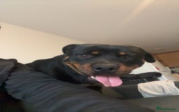 Rottweiler dogs for sale: Rottweiler  - Image 1