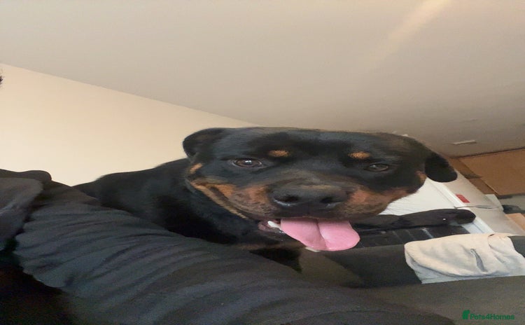 Rottweiler dogs - Advert 4