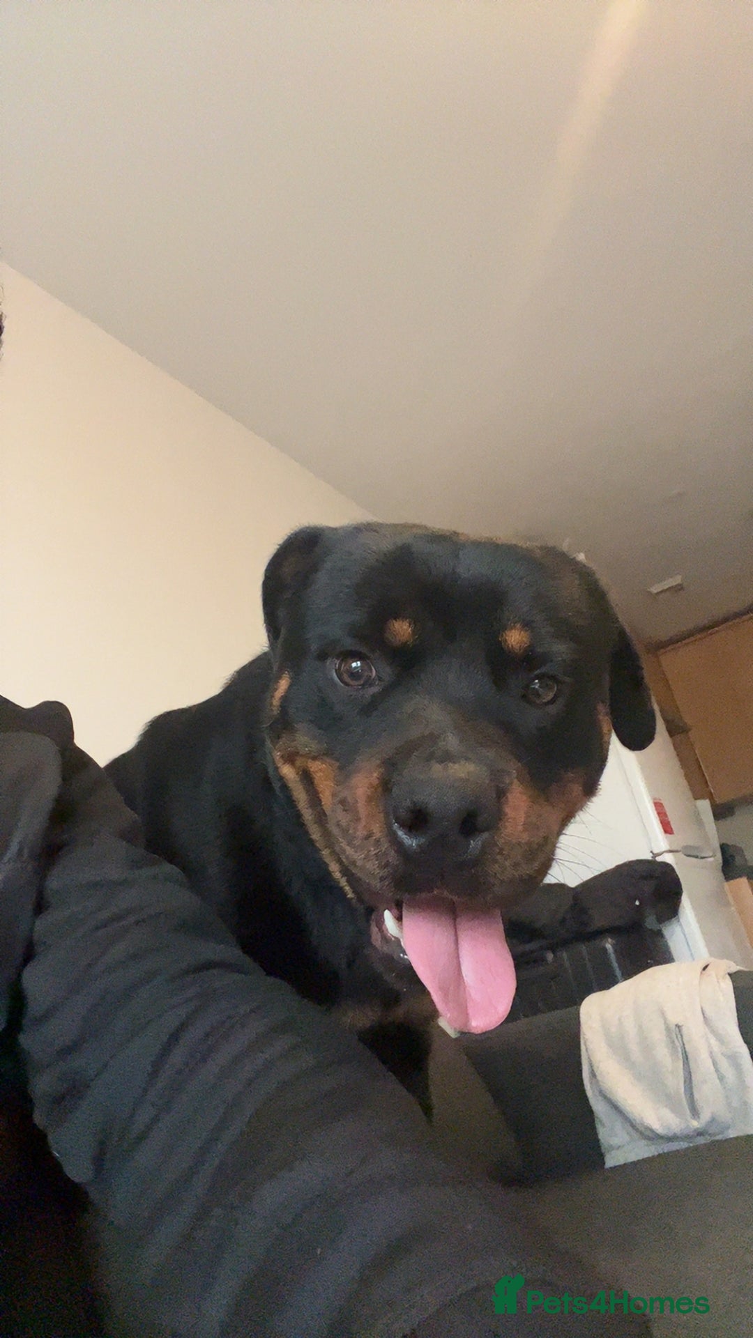 Rottweiler dogs for sale: Rottweiler  - Image 1
