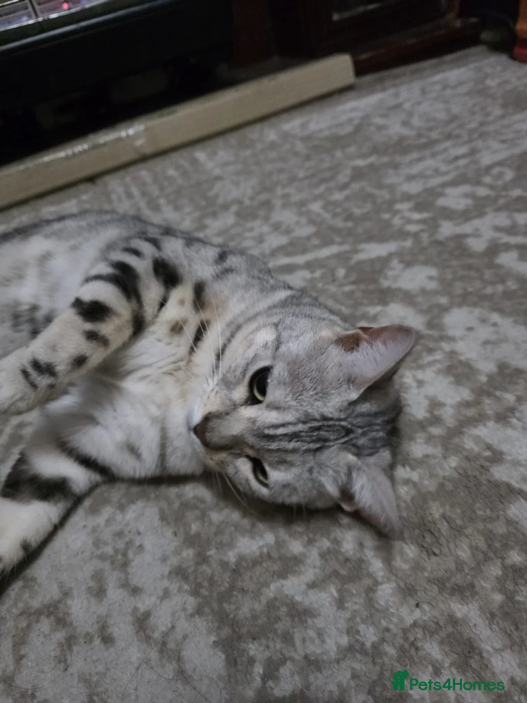 Bengal cats for sale: Bengal male - Advert 2