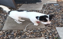 Jack Russell dogs for sale: Jack Russell puppies - Image 9