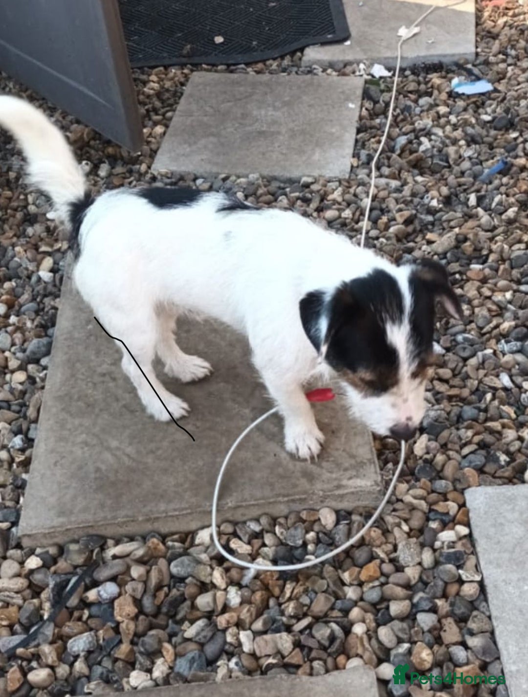 Jack Russell dogs for sale: Jack Russell puppies - Image 9