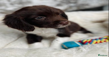 Sprocker dogs Stunning sprocker puppies  - Advert 13