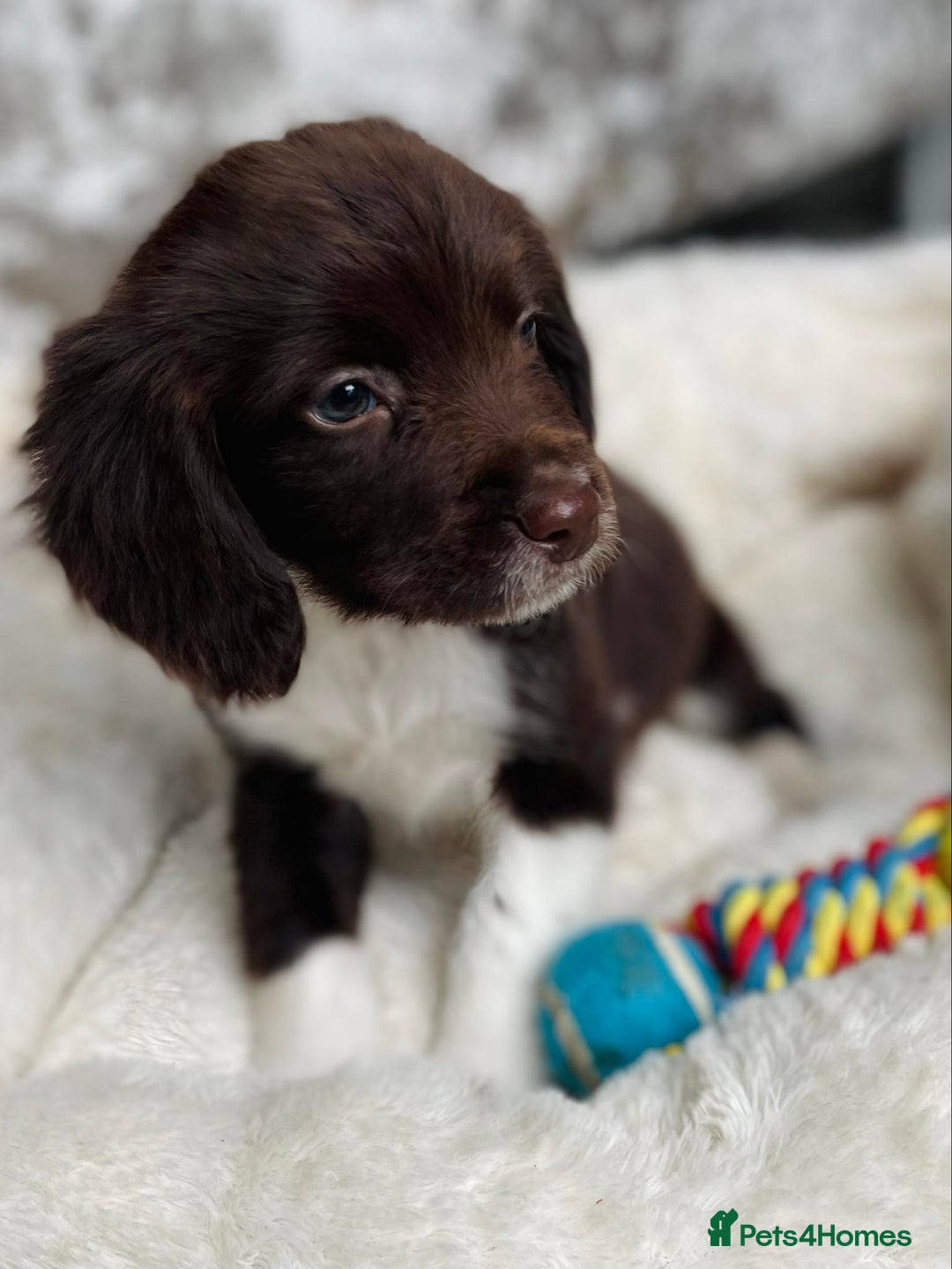 Sprocker dogs for sale: Stunning sprocker puppies  - Advert 2