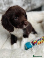 Sprocker dogs Stunning sprocker puppies - Advert 2