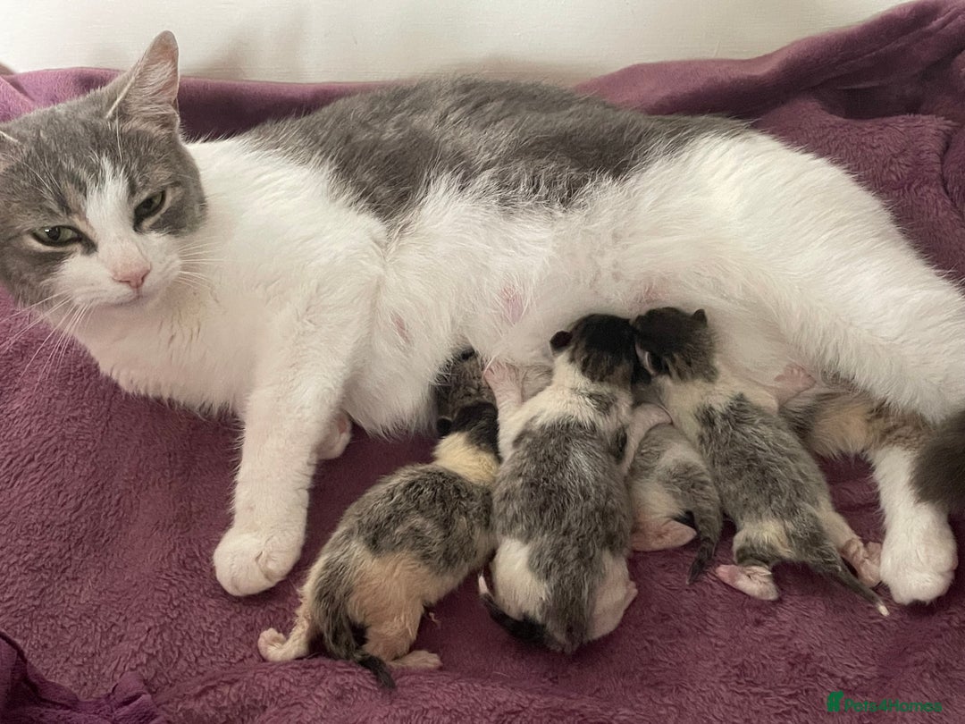 Mixed Breed cats for sale: 4 cute female kittens - Image 5