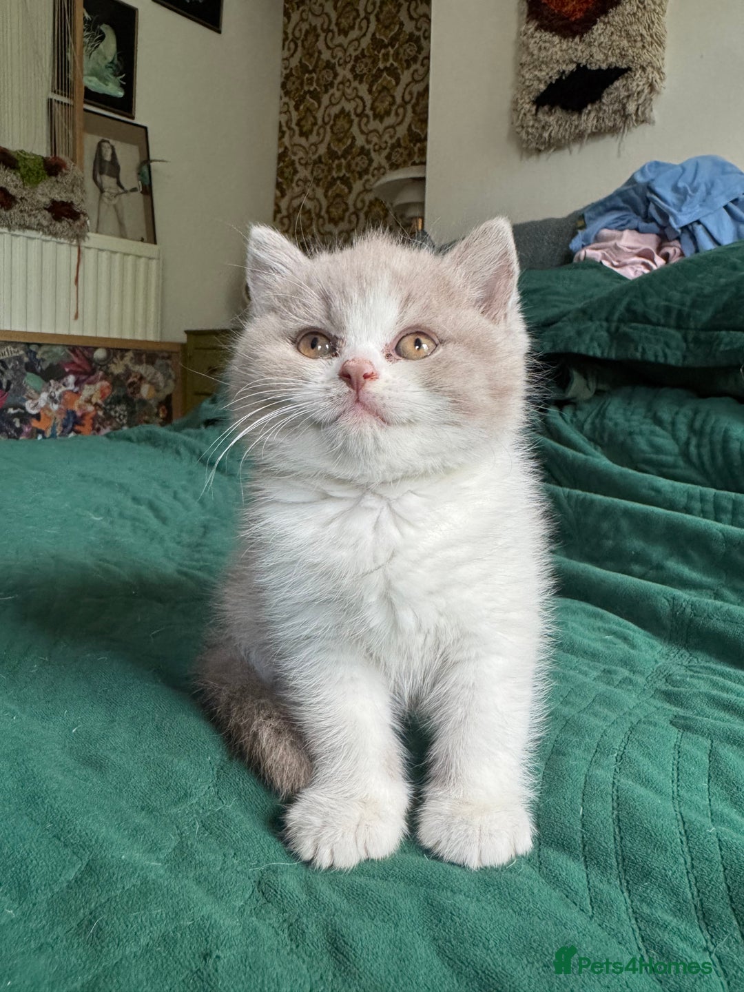 British Shorthair cats for sale: Beautiful litter of British short hair kittens - Image 7