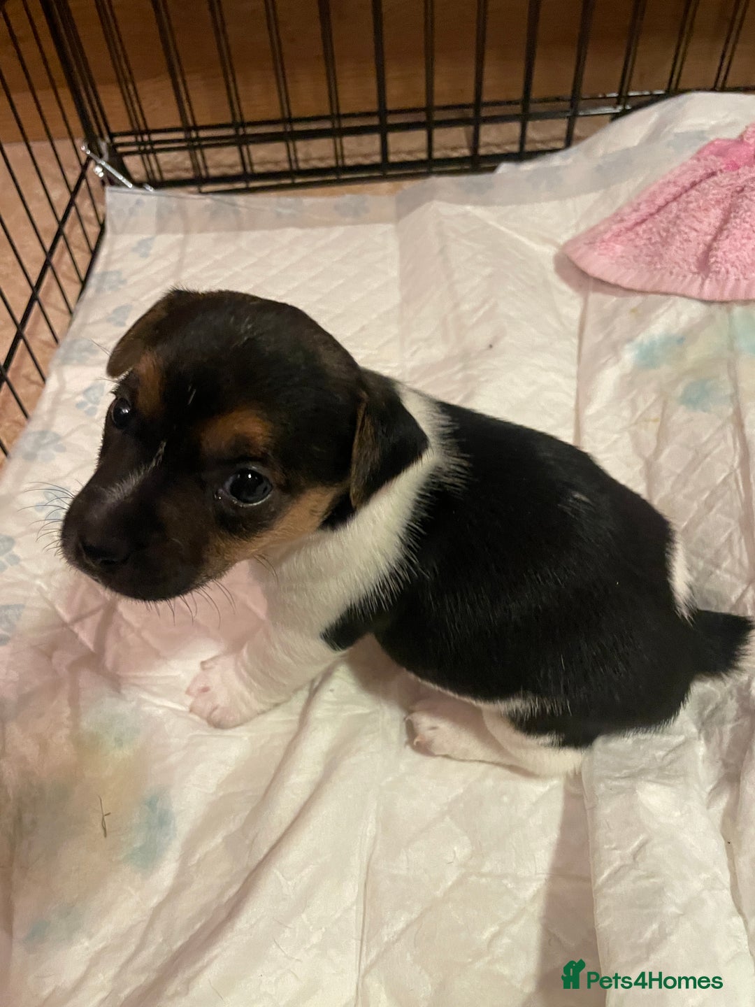 Jack Russell dogs for sale: Beautiful Tri-coloured Jack Russell  - Advert 9