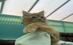 British Longhair cats for sale: 2 Very Attached Fluffy Kittens for Sale  - Image 2