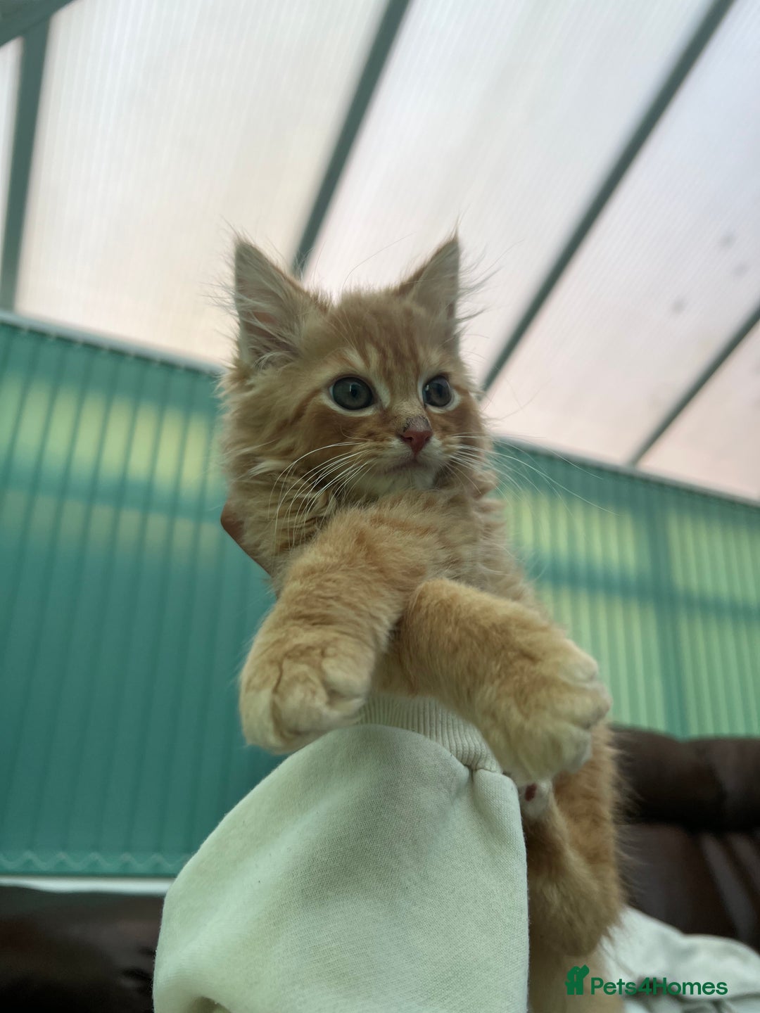 British Longhair cats for sale: 2 Very Attached Fluffy Kittens for Sale  - Image 2