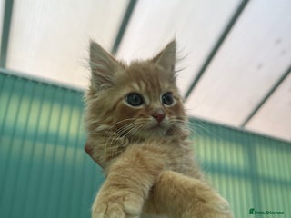 British Longhair cats Playful and Cuddly Kittens for Sale - Advert 11