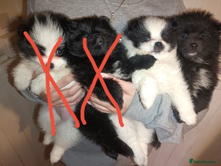 Pomeranian dogs Barnsley - Advert 4