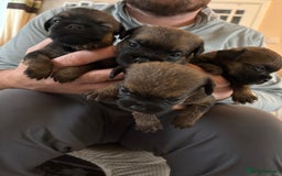 Border Terrier dogs for sale: Border terrier pups - Image 1