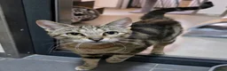 Mixed Breed cats for sale: 1 Last tabby male ready for new home - Advert 6